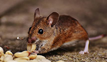 24 Hour & Emergency Exterminators in Hoytsville, UT
